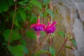 Close up Flowers sivestres of garden Royalty Free Stock Photo